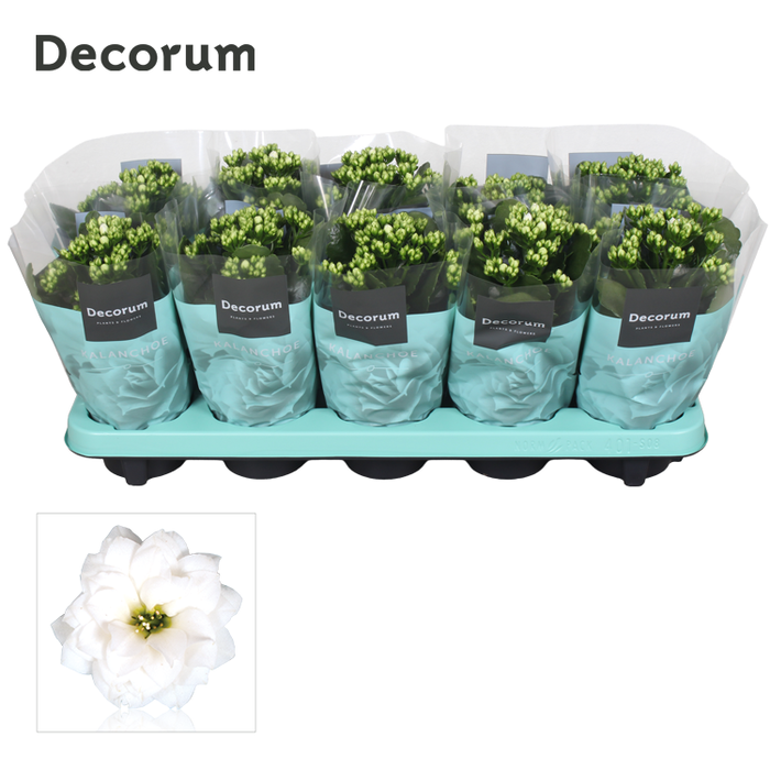 <h4>Kalanchoe Decorum - White</h4>
