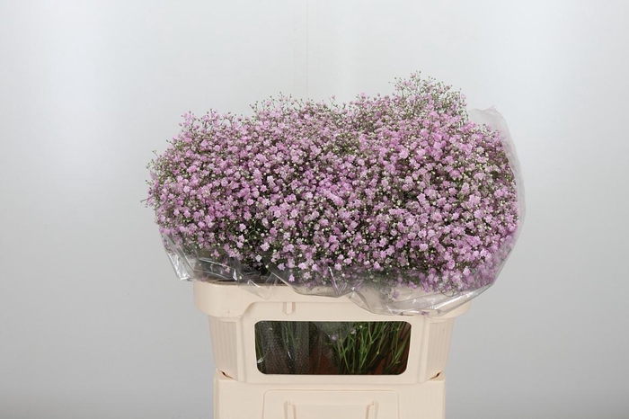 <h4>Gyps Pan My Pink</h4>