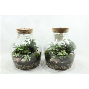 8112 BOTANIC BOLBUIK