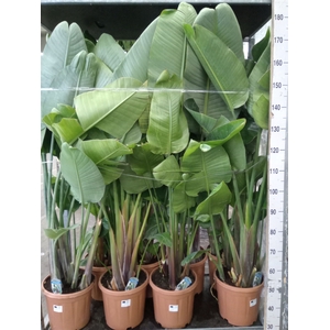 Strelitzia nicolai