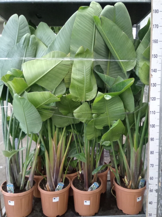 <h4>Strelitzia nicolai</h4>