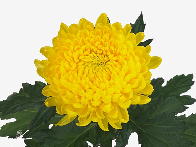 Chr G Astroid Yellow