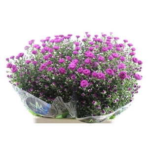 Aster Flash(rood) L 80/30