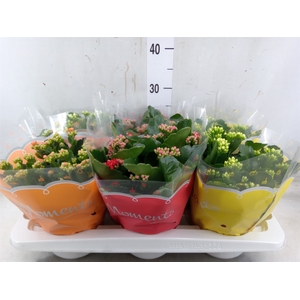 Kalanchoe blos.   ..rosebud mix  4