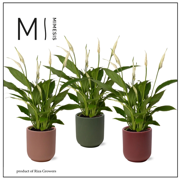 <h4>Spathiphyllum Bellini - 13cm in Atlanta Intenso | Mimesis</h4>