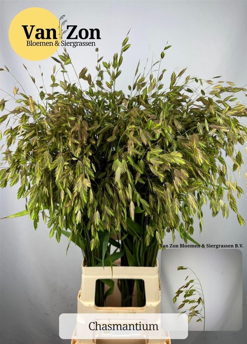 <h4>Chasmanth Latifolium 90 Cm</h4>