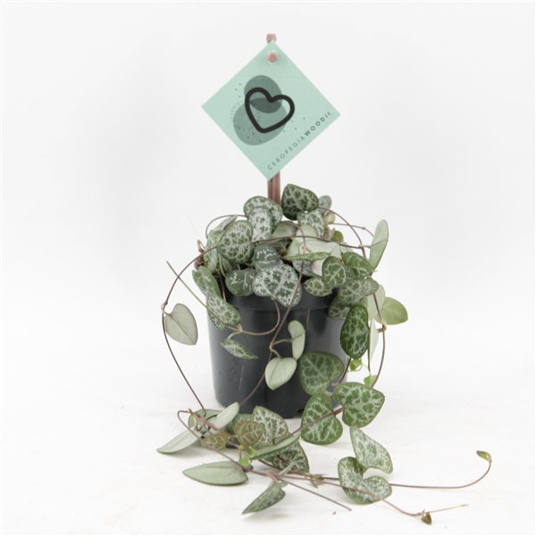 <h4>Ceropegia Woodii</h4>