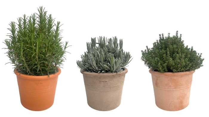 <h4>TUINKRUIDEN GEM</h4>