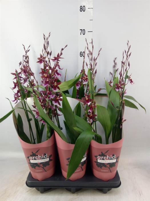 <h4>Burrageara  'Barrocco Red'</h4>