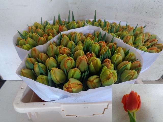 <h4>TU DU ICOON</h4>