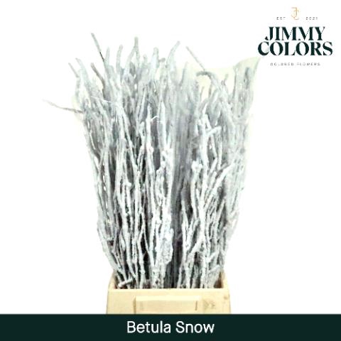 <h4>Betula L70 Klbh. Snow</h4>