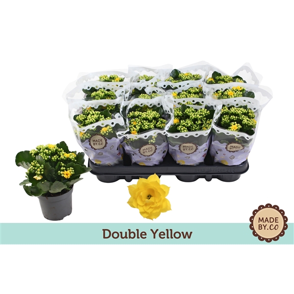 <h4>Kalanchoë Double Yellow</h4>