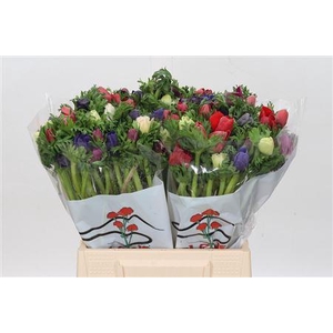 ANEMONE GALIL RAINBOW MIX
