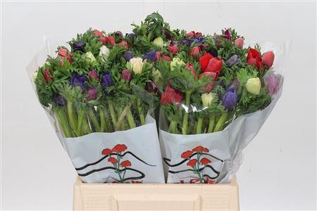 <h4>ANEMONE GALIL RAINBOW MIX</h4>
