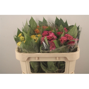 Celosia C Mixed In The Bucket