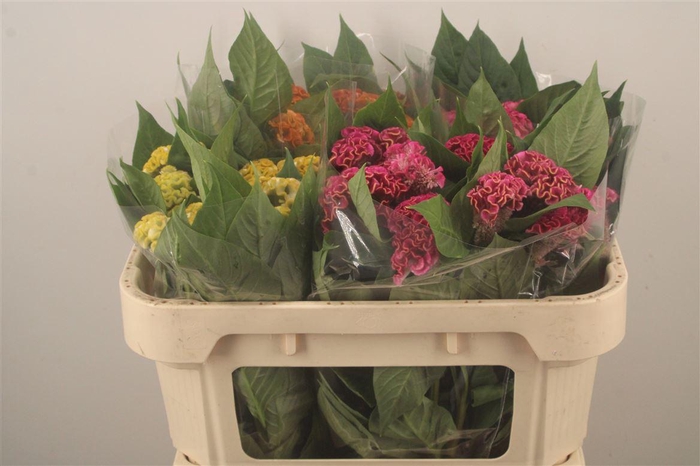 <h4>Celosia C Mixed In The Bucket</h4>