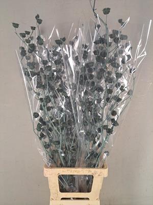 <h4>Df Lavatera Bs Grey 120g</h4>