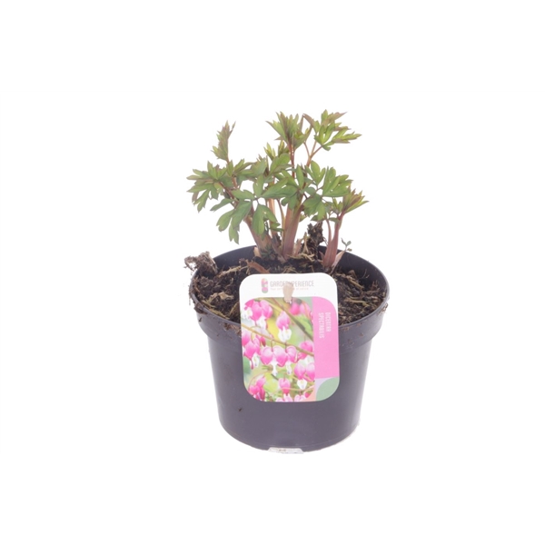 <h4>Dicentra spectabilis</h4>