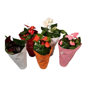 Anthurium Flamingo mix pot 24cm