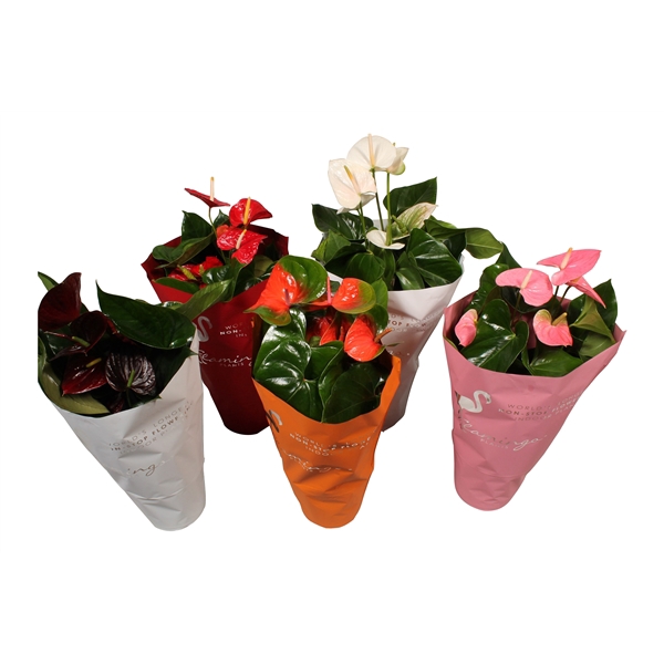 <h4>Anthurium Flamingo mix pot 24cm</h4>