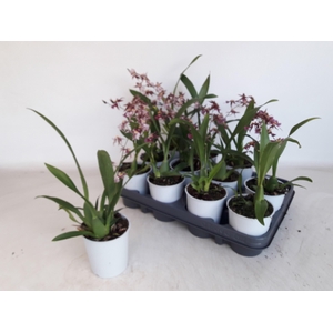 BRASSIA SUMMER DREAM