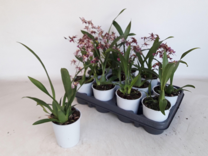 <h4>BRASSIA SUMMER DREAM</h4>