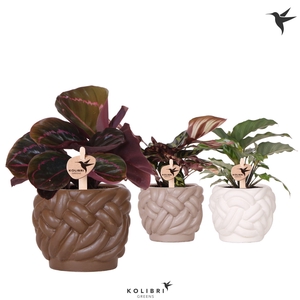 Kolibri Greens Calathea mix in Rope pot mix