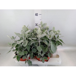 Kalanchoe NF hildebrandtii