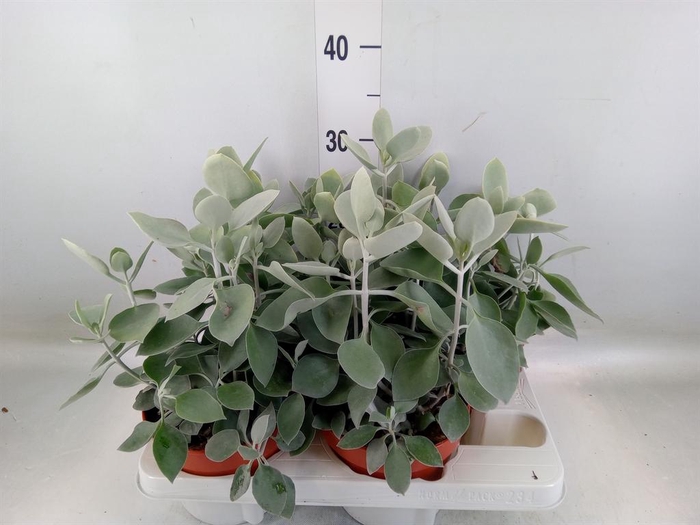 <h4>Kalanchoe NF hildebrandtii</h4>