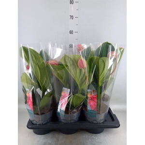 Medinilla magn. 'Flamenco'