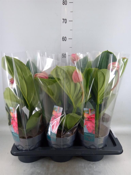 <h4>Medinilla magn. 'Flamenco'</h4>