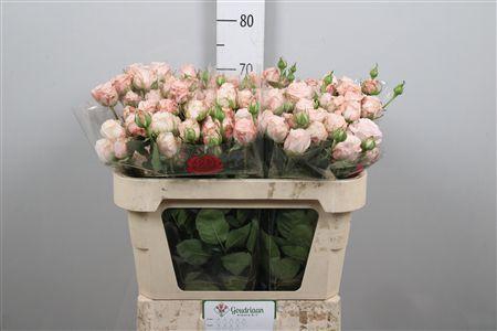 <h4>R Tr Bombastic</h4>