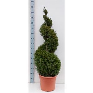 Thuja oc. Smaragd, spiraalvorm 120-140 cm - deco