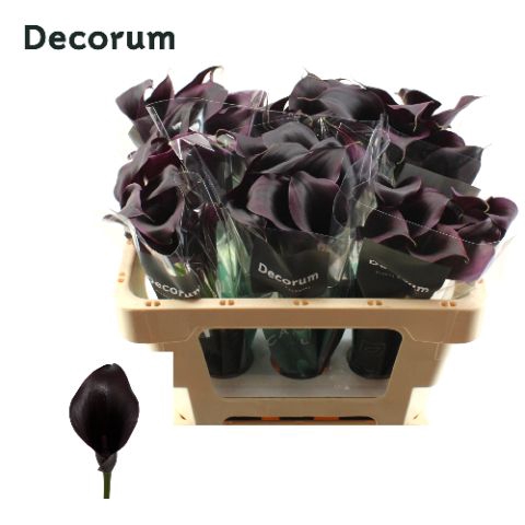 <h4>Calla Odessa Future Decorum</h4>