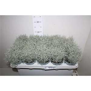 Leucophyta (calocephalus)