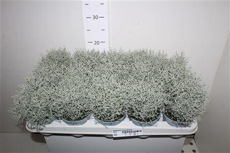 <h4>Leucophyta (calocephalus)</h4>