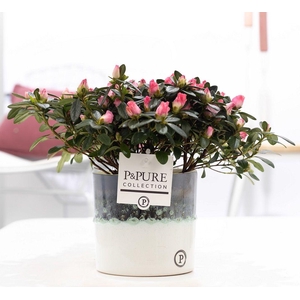 1st class Azalea pink in P&PURE Illusion ceramics