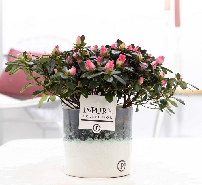 <h4>1st class Azalea pink in P&PURE Illusion ceramics</h4>