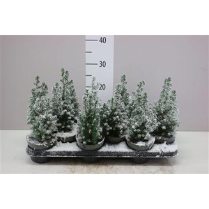 Chamaecyparis Th Top Point Snow