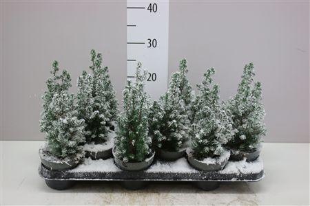 <h4>Chamaecyparis Th Top Point Snow</h4>