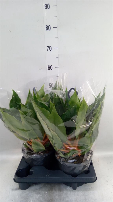<h4>Chlorophytum orchi. 'Green Orange'</h4>