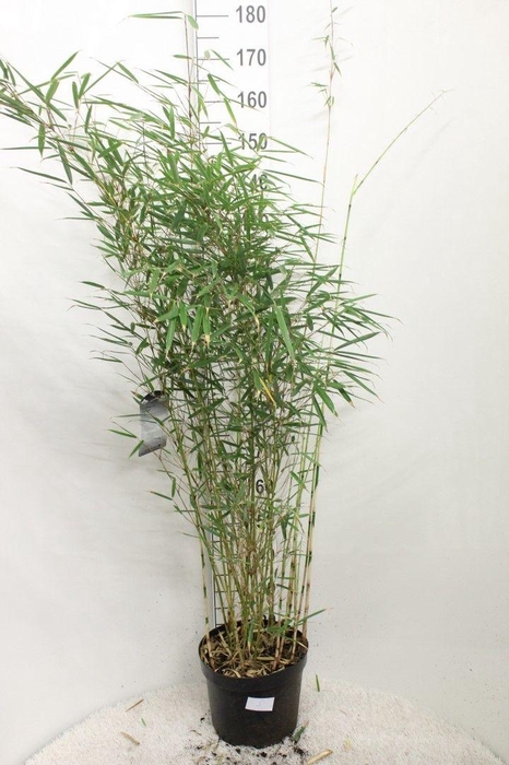 <h4>Fargesia robusta 'Campbell' P29 H150</h4>