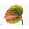 TILLANDSIA XEROGRAPH