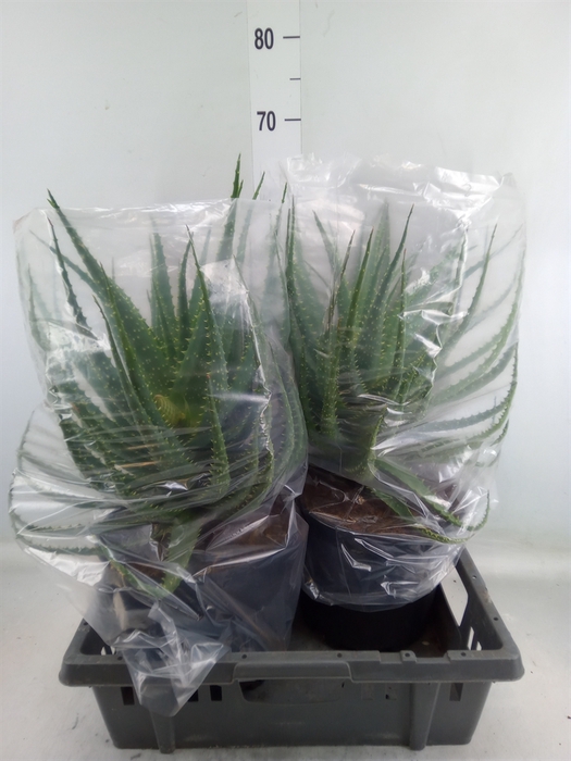 <h4>Aloe arborescens</h4>