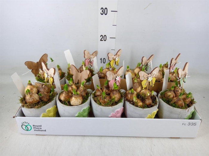 <h4>Arr. Narcissus</h4>