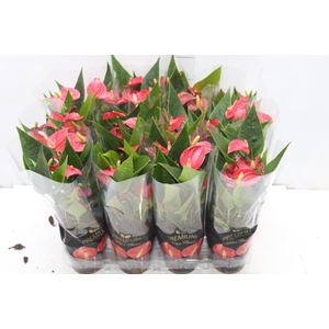 ANTHURIUM MINI MILLION FLOWERS P09