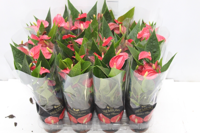 <h4>ANTHURIUM MINI MILLION FLOWERS P09</h4>