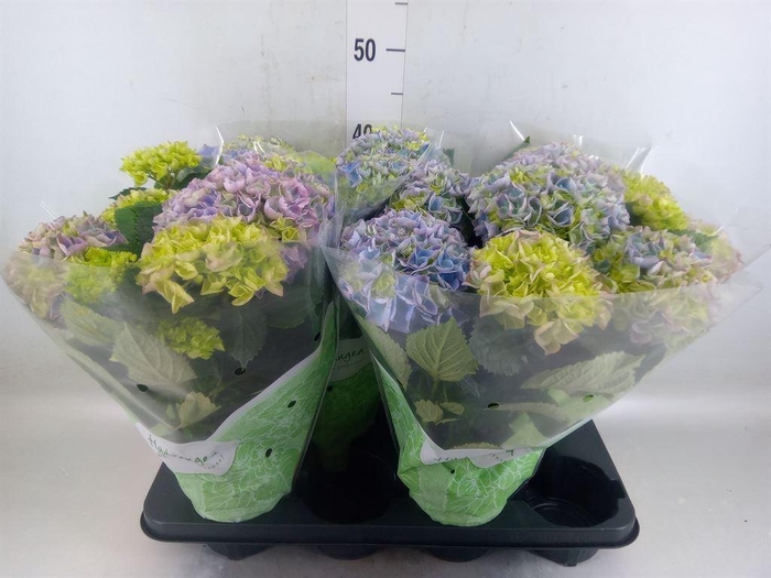 <h4>Hydrangea mac. 'Hi River'</h4>