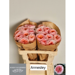 R GR ANNESLEY!