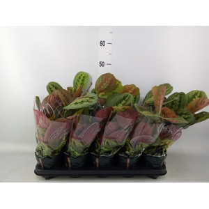 Maranta leuc. 'Fascinator'
